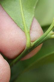              Petiole (Riverside, CA)       