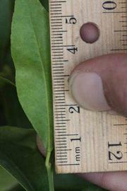              Unifoliolate leaf (Riverside, CA)       