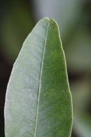              Margin (Riverside, CA)       