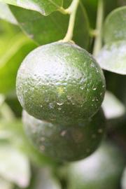            Immature fruit (Riverside, CA)   