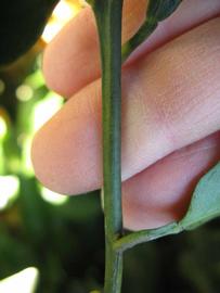              First year twig (Winter Haven, FL)       