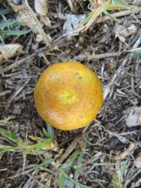            Fruit (Winter Haven, FL)   