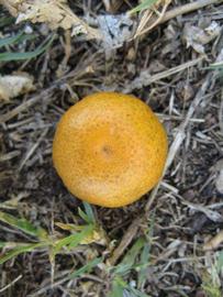            Fruit (Winter Haven, FL)   