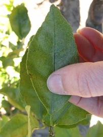              Unifoliolate leaf (Winter Haven, FL)       