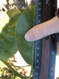              Unifoliolate leaf (Winter Haven, FL)       
