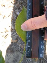              Unifoliolate leaf (Winter Haven, FL)       