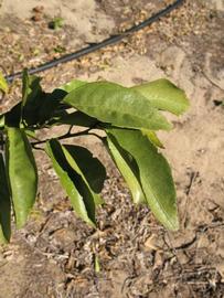            Sun leaves (Winter Haven, FL)   