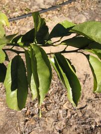            Sun leaves (Winter Haven, FL)   