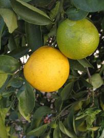            Fruit (Winter Haven, FL)   