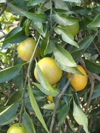            Fruit (Winter Haven, FL)   