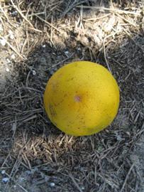            Fruit (Winter Haven, FL)   