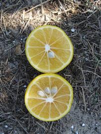              Fruit cross-section of         sunquat (Winter Haven, FL)       