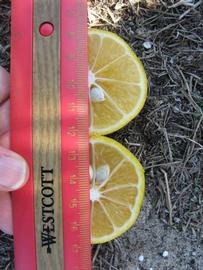            Fruit cross-section (Winter Haven, FL)   