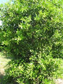            Habit (Winter Haven, FL)   