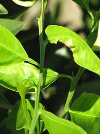            First year twig (Winter Haven, FL)   
