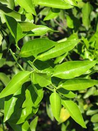              Sun leaves (Winter Haven, FL)       