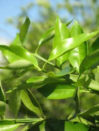              Sun leaves (Winter Haven, FL)       
