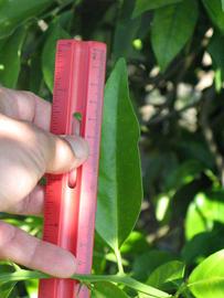             Unifoliolate leaf of      sunquat (Winter Haven, FL)       