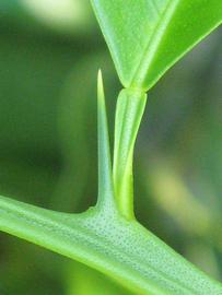              Petiole (Winter Haven, FL)       