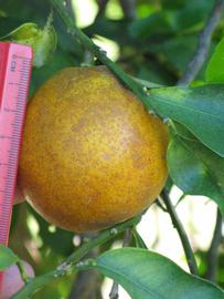              Fruit of         sunquat (Winter Haven, FL)       