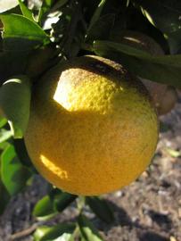            Fruit (Winter Haven, FL)   