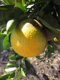            Fruit (Winter Haven, FL)   