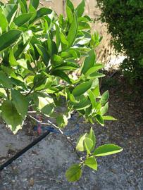              Sun leaves (Winter Haven, FL)       