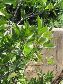              Sun leaves (Winter Haven, FL)       