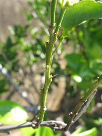            First year twig (Winter Haven, FL)   