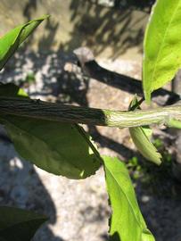              Second - third year twig (Winter Haven, FL)       