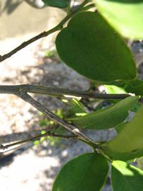              Second - third year twig (Winter Haven, FL)       