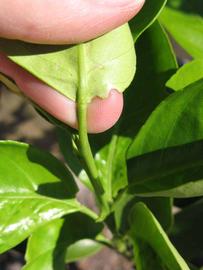              Petiole (Winter Haven, FL)       