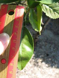              Unifoliolate leaf (Winter Haven, FL)       