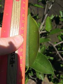             Unifoliolate leaf (Winter Haven, FL)       