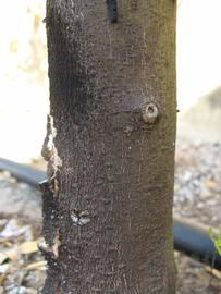              Bark (Winter Haven, FL)       