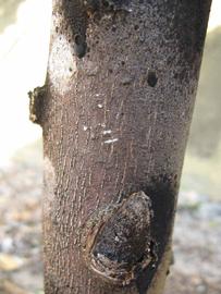              Bark (Winter Haven, FL)       