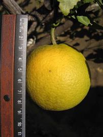            Fruit (Winter Haven, FL)   