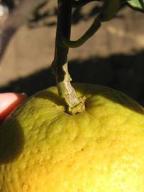            Fruit (Winter Haven, FL)   