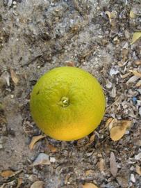            Fruit (Winter Haven, FL)   