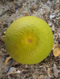            Fruit (Winter Haven, FL)   