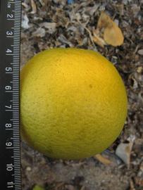            Fruit (Winter Haven, FL)   