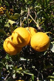                Fruit (Swingle, Riverside, CA)       