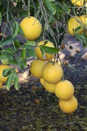                Fruit (Swingle, Riverside, CA)       