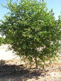            Habit (Swingle, Riverside, CA)   