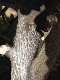              Bark (Swingle, Riverside, CA)   