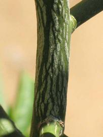                Second - third year twig (Swingle, Riverside,   CA)       