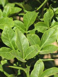              Sun leaves (Swingle, Riverside, CA)   