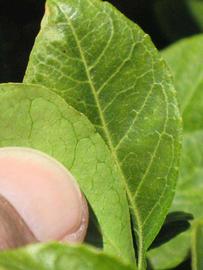                Margin (Swingle, Riverside, CA)       