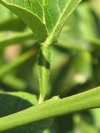                Petiole (Swingle, Riverside, CA)       