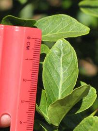                Trifoliolate leaf (Swingle,   Riverside, CA)       